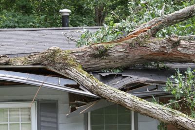Storm-Damaged Trees