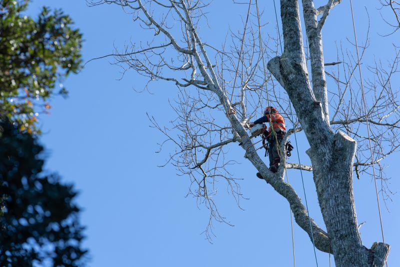 Winter Tree Care
