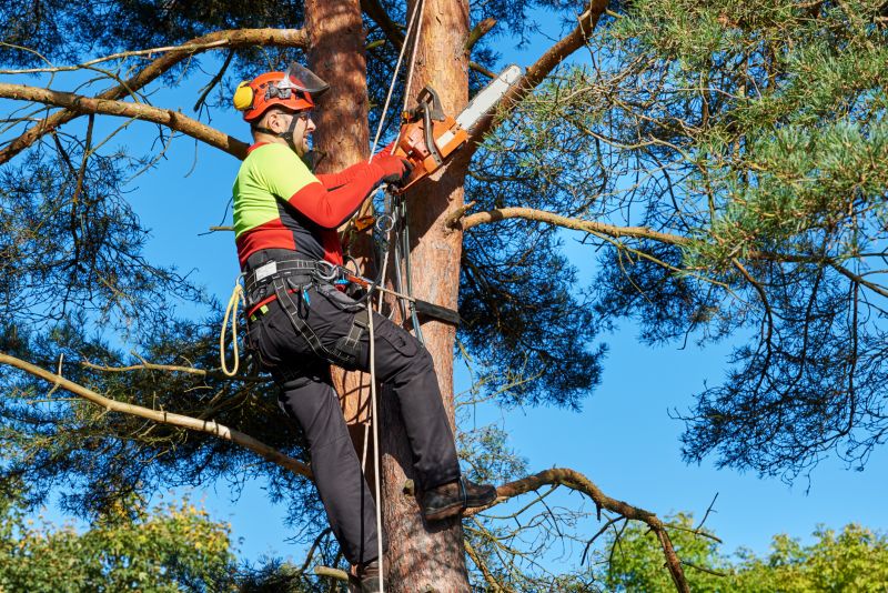 Tree Pruning and Removal