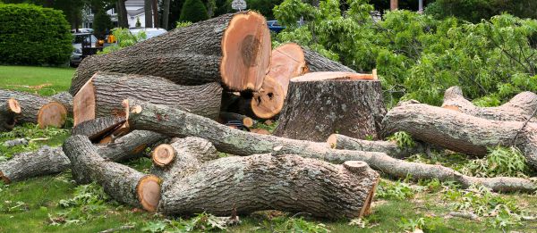 Large Tree Removal in Dunnellon