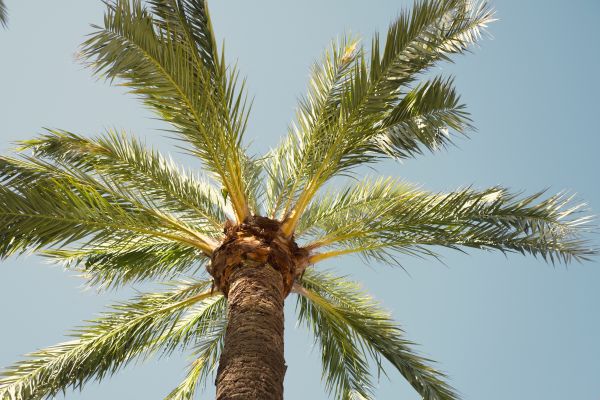 Palm Tree Removal in Dunnellon