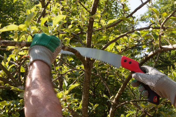 Small Tree Removal in Dunnellon