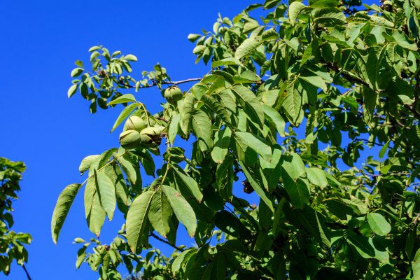 Walnut Tree Removal in Dunnellon
