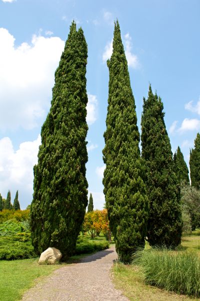 Cypress Tree Removal in Dunnellon