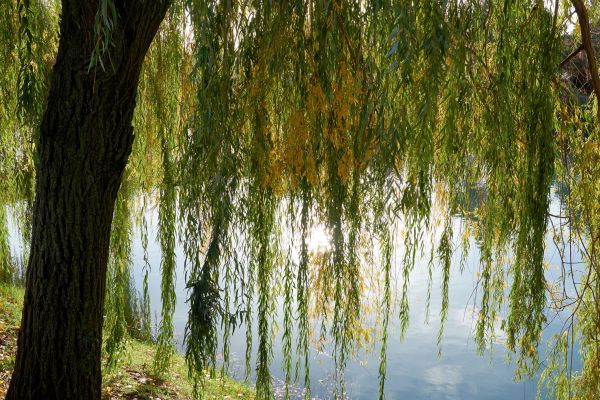 Willow Tree Removal in Dunnellon