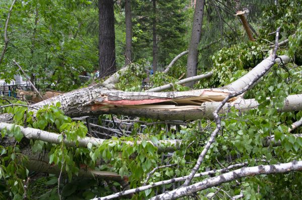 Birch Tree Removal in Dunnellon