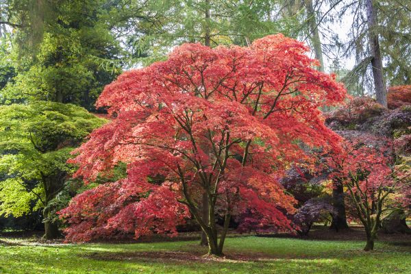 Maple Tree Removal in Dunnellon