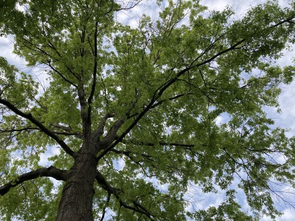 Oak Tree Removal in Dunnellon