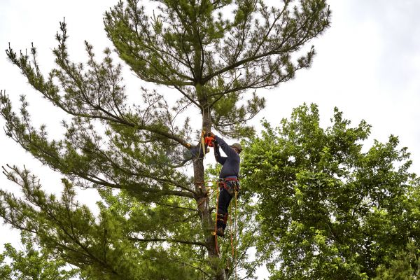 Pine Tree Removal in Dunnellon