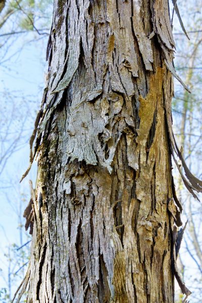 Hickory Tree Removal in Dunnellon