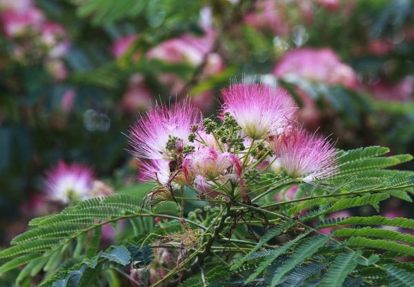 Mimosa Tree Removal in Dunnellon