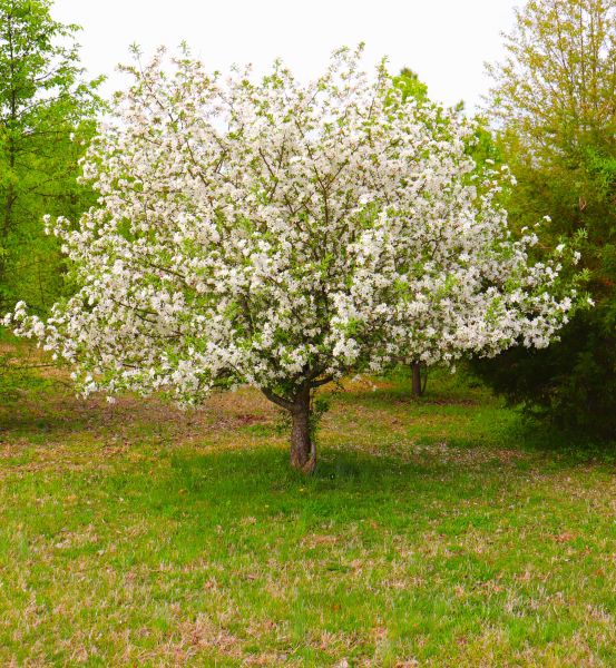 Dogwood Tree Removal in Dunnellon