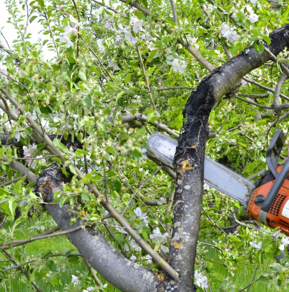 Apple Tree Removal in Dunnellon