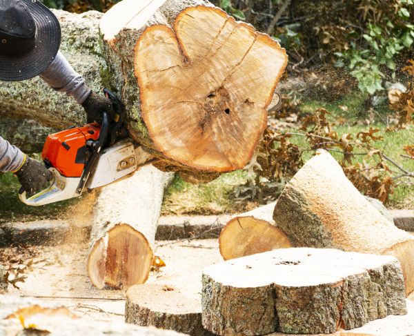Tree Removal Service in Dunnellon