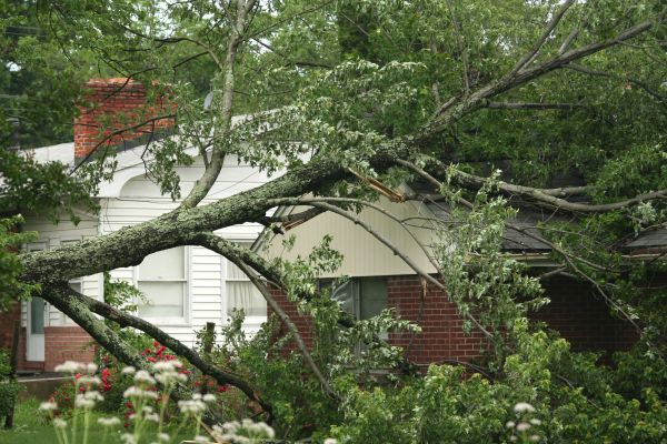 Emergency Tree Removal in Dunnellon
