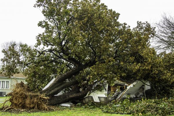 Fallen Tree Removal in Dunnellon