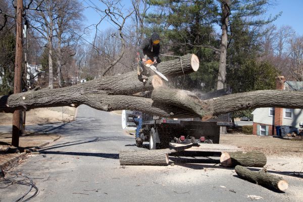 Residential Tree Removal in Dunnellon