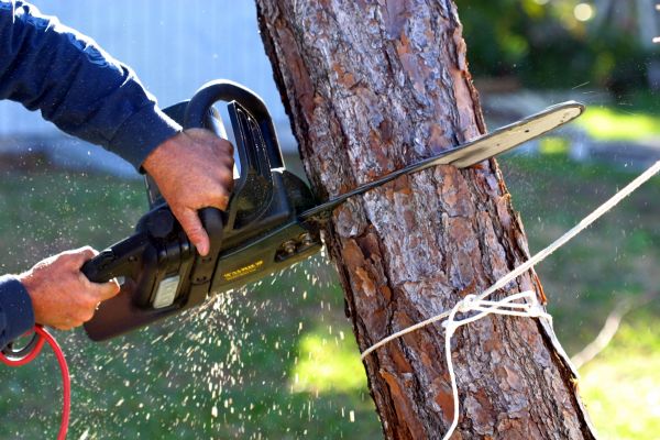 Dead Tree Removal in Dunnellon